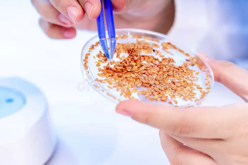 sesame seeds quality sesame seeds quality